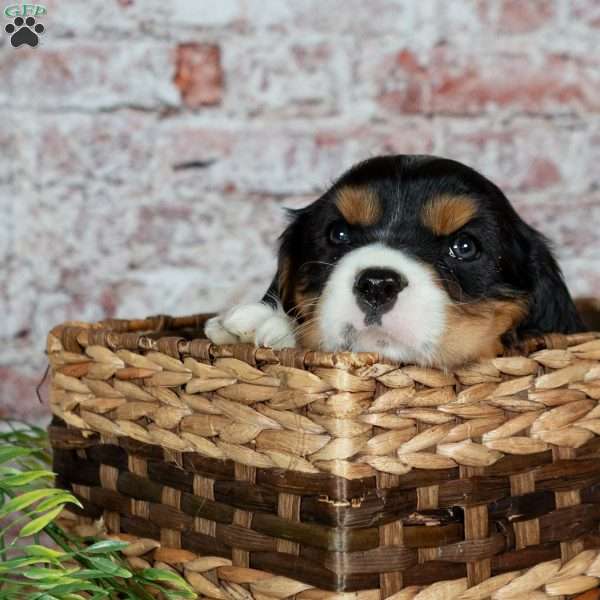 Harley, Cavalier King Charles Spaniel Puppy